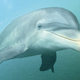 One of the evolved dolphins, whose opposable thumbs have struck fear in the hearts of humankind.